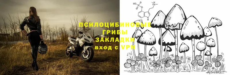 наркота  площадка какой сайт  Псилоцибиновые грибы Psilocybe  Давлеканово 